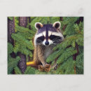 Buscar mapache lindo postales General y unisex