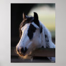 Buscar caballo gitano posters Raza