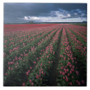 Buscar tulipanes rosados azulejos Primavera