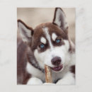 Buscar malamute de alaska postales Husky siberiano