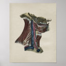 Buscar mandíbula posters Anatomía