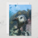 Buscar foca tarjetas Mar