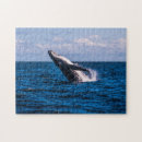 Buscar ballenas puzzles Ballena jorobada