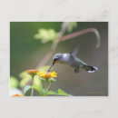 Buscar hummer postales Colibrí