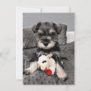 Buscar schnauzer tarjetas Lindo