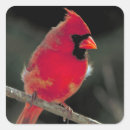 Buscar cardenal rojo pegatinas Pájaro