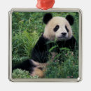 Buscar panda gigante Medio ambiente