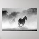 Buscar caballos hermosos posters Para ella