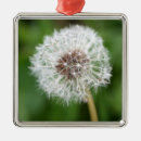 Buscar semilla adornos Hierba