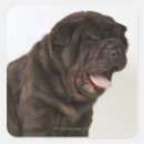 Buscar shar pei pegatinas Adorable