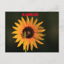 Buscar sunflower postales General y unisex
