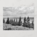 Buscar árbol blanco y negro postales Roca