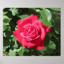 Buscar rosas hermosos posters Flor
