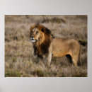 Buscar leona africana posters Vida salvaje
