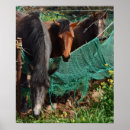 Buscar caballo posters Al aire libre