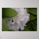 Buscar photography arte Flowers