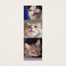 Buscar catlovers Felino