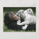 Buscar chimpancé divertido postales Lindo