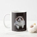 Buscar gato del ragdoll tazas Gatito