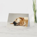 Buscar no estoy durmiendo tarjetas Perro