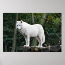Buscar lobo blanco posters Salvaje