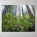 Buscar rododendro posters Bosque