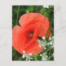 Buscar veg postales Flores