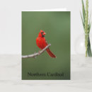 Buscar septentrional tarjetas Rojo