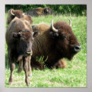 Buscar búfalo americano posters Bisonte