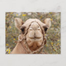 Buscar mamíferos postales Fauna