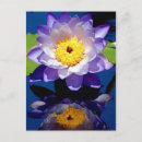 Buscar waterlily postales Lirio