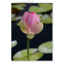 Buscar lilypad Plantas