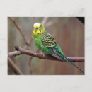 Buscar paracaídas postales Budgerigar