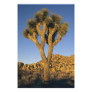 Buscar desierto de mojave posters Ee uu