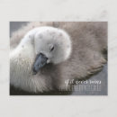 Buscar cisne lindo postales Para todos