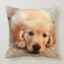 Buscar perrito del golden retriever cojines Canino