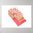 Buscar piel humana posters Anatomía