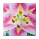 Buscar cierre azulejos Acercamiento