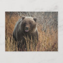 Buscar oso grizzly postales Pardo