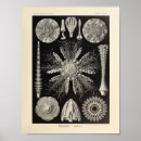 Buscar erizo de mar posters Haeckel