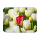 Buscar tulipanes blancos imanes Flor