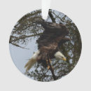 Buscar águila decoracion Alaska