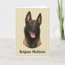 Buscar belga malinois tarjetas Animal