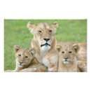 Buscar leona fotografía Panthera leo