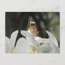 Buscar leopardo blanco postales Floral