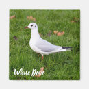 Buscar palomas imanes Naturaleza