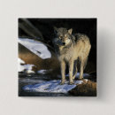 Buscar canis Lobo