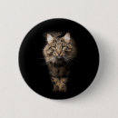 Buscar coon chapas 9 º gata