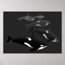 Buscar ballena negra posters Orca