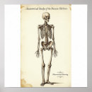 Buscar anatomía humana posters Humano